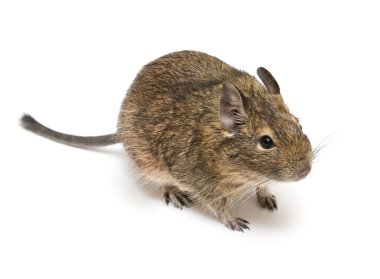 Degu