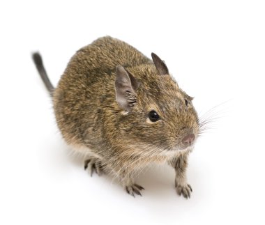 Degu