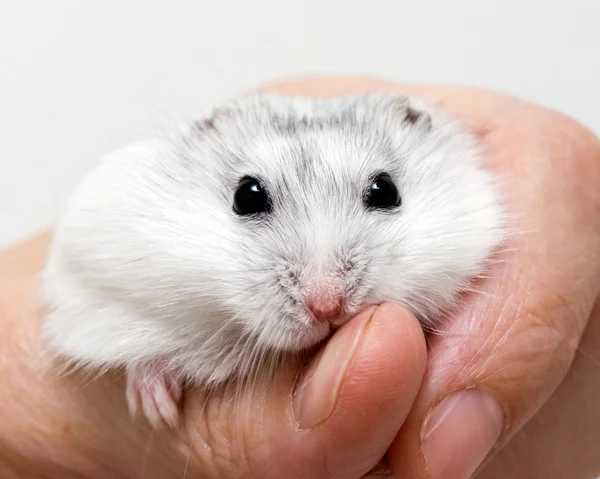 Hamster kerdil — Stok Foto