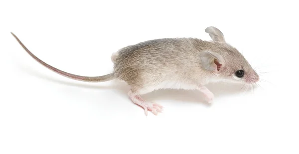 Pequeño ratón — Foto de Stock
