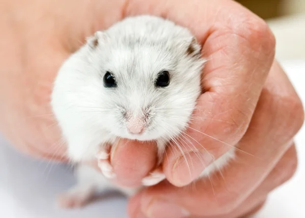 Dwarf hamster Stock Photo