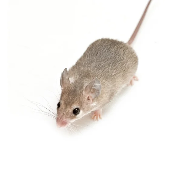 Baby mouse Stock Photo