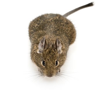 Degu