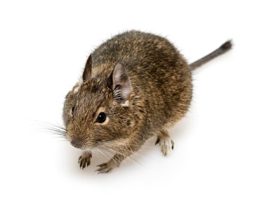 Degu