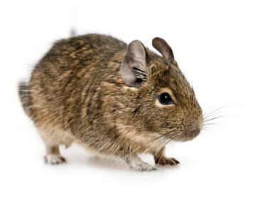 Degu