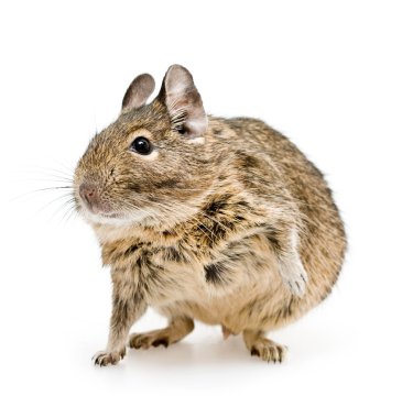 Degu