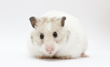 hamster