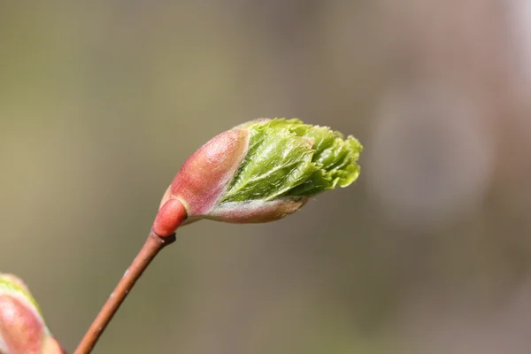 젊은 잎 — 스톡 사진