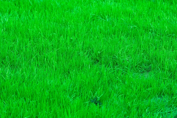 Trucizna zielony — Zdjęcie stockowe