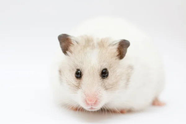 Hamster — Stok Foto