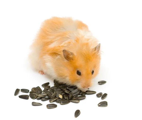 Hamster and sunflower — Stock Photo, Image