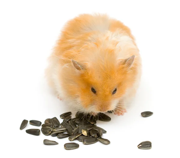 Hamster och solros — Stockfoto