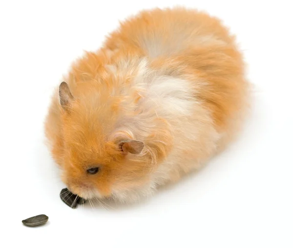 Hamster ve ayçiçeği — Stok fotoğraf