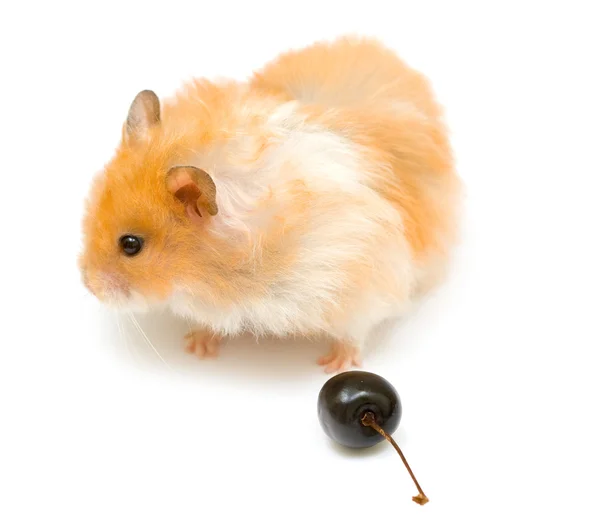 Hamster and cherry — Stock Photo, Image