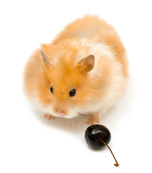 Hamster and cherry — Stock Photo, Image