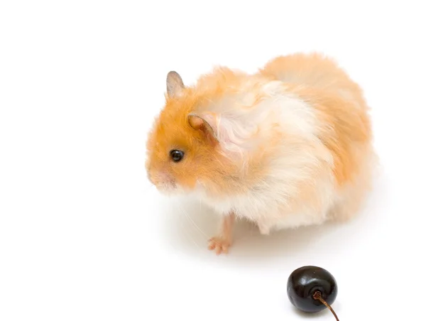 Hamster e cereja — Fotografia de Stock