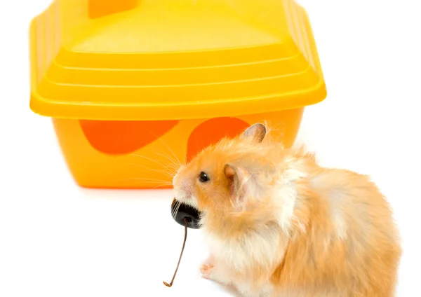 Hamster and house — Stock Photo, Image