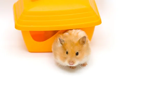 Hamster e casa — Fotografia de Stock