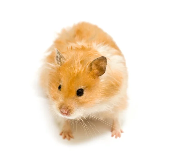 Hamster — Fotografie, imagine de stoc
