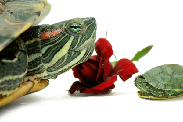 Schildkrötenurlaub — Stockfoto
