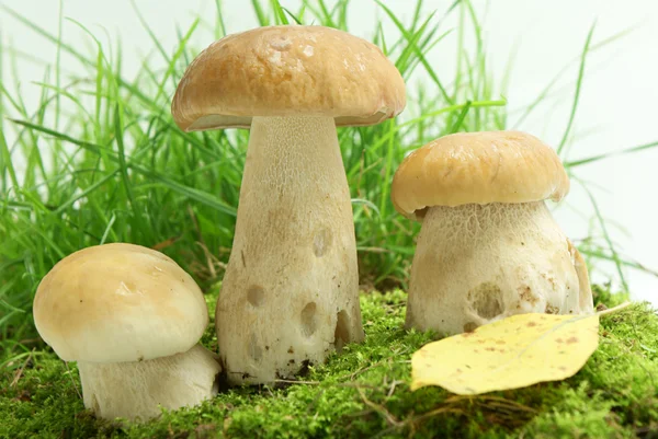 蘑菇 — 图库照片