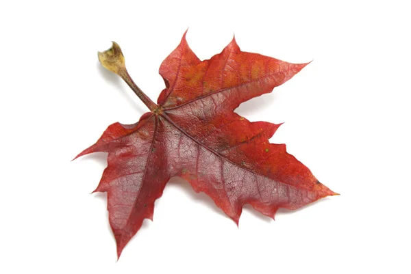 Akçaağaç yaprağı — Stok fotoğraf