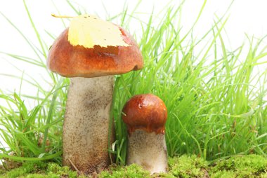 Orange-cap boletus clipart