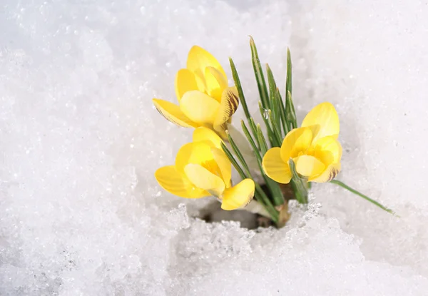 Žluté krokusy na sněhu — Stock fotografie