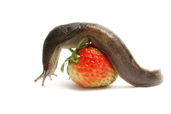 Slug-worm — Stock Photo, Image