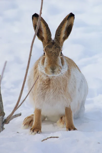 野兔 — 图库照片