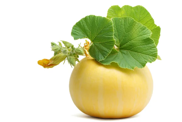 Pumpkin with leaves — Stock Photo, Image