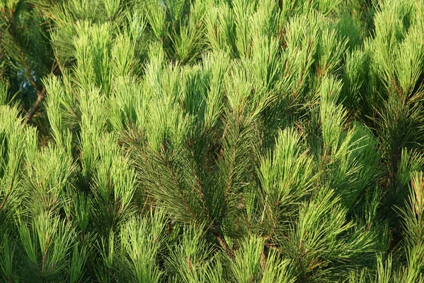 Green Pine Brunces Natural Forest Background — Stock Photo, Image