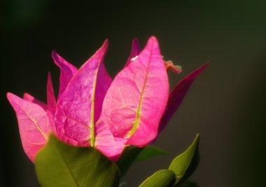 Bougainvillea çiçek