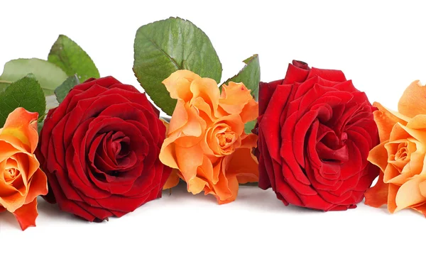 Красивые розы — стоковое фото