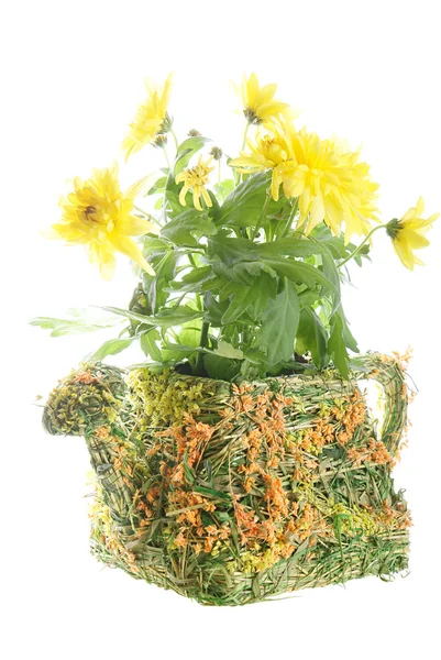 花と植木鉢 — ストック写真