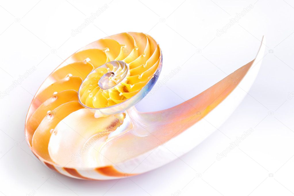 Close up of a cut away section from a Nautilus shell.