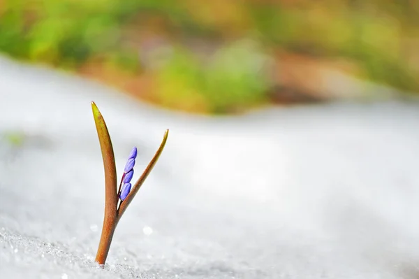 Modrá jarní květiny — Stock fotografie