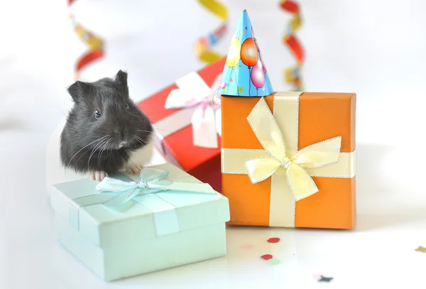 Guinea pig and gifts — Stock Photo, Image