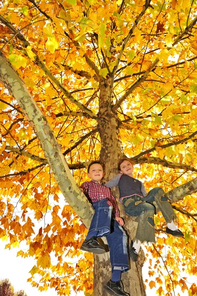Děti, vylezl na strom — Stock fotografie