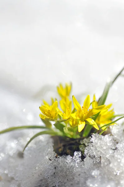 Primavera fiore giallo — Foto Stock