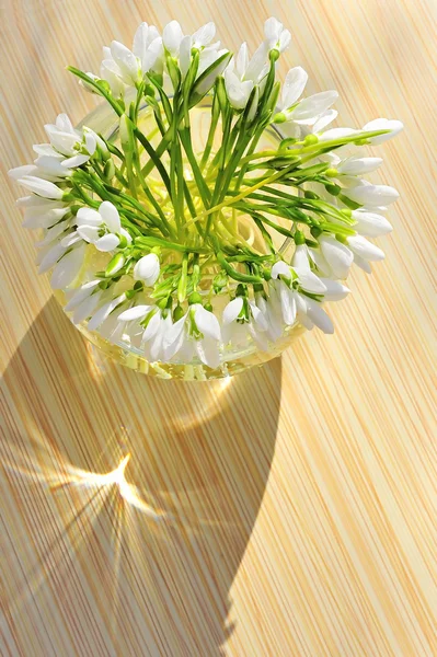 Hóvirág egy vázában. — Stock Fotó