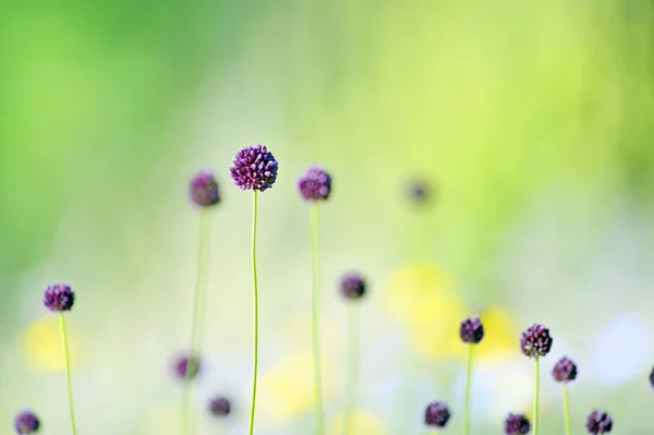 Violetta blommor på fältet — Stockfoto