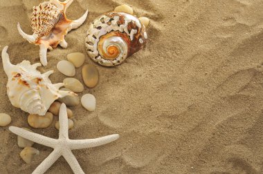 Shells and stones on sand clipart