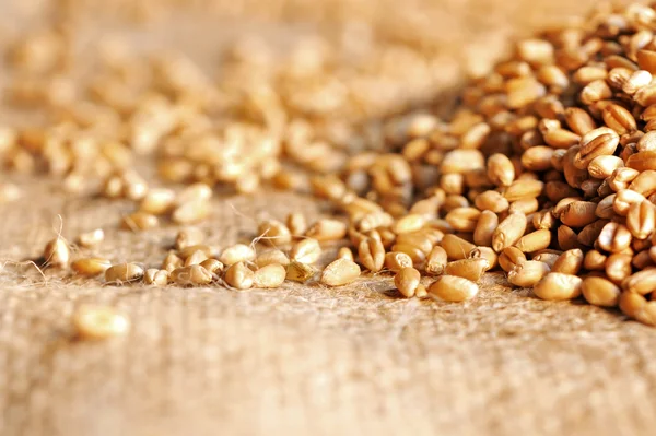 Насіння пшениці на грубому матеріалі — стокове фото