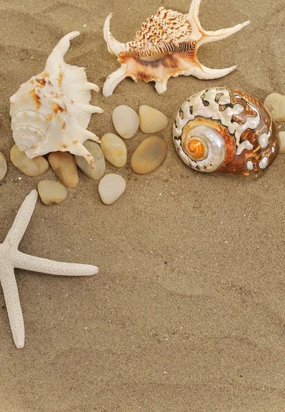 Раковины и камни на песке — стоковое фото