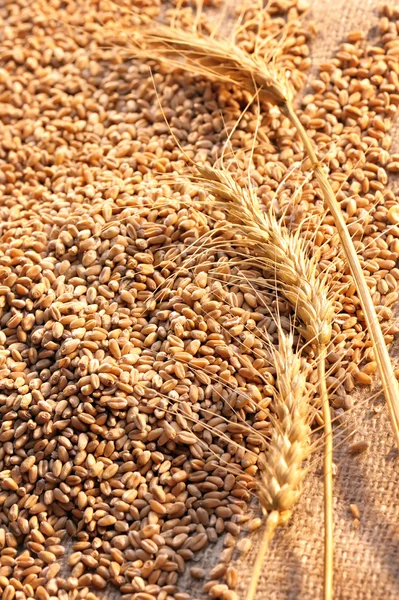 Wheat seeds on rough material — Stock Photo, Image