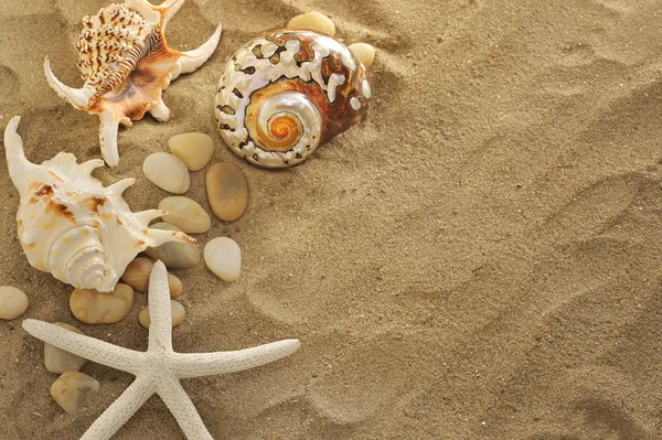 贝壳和石头在沙滩上 — 图库照片