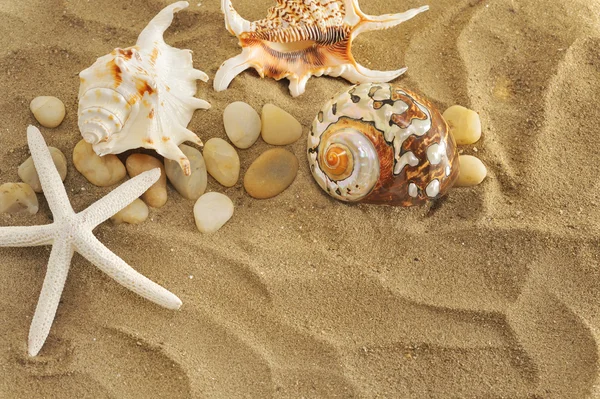 Shells en de stenen op zand — Stockfoto