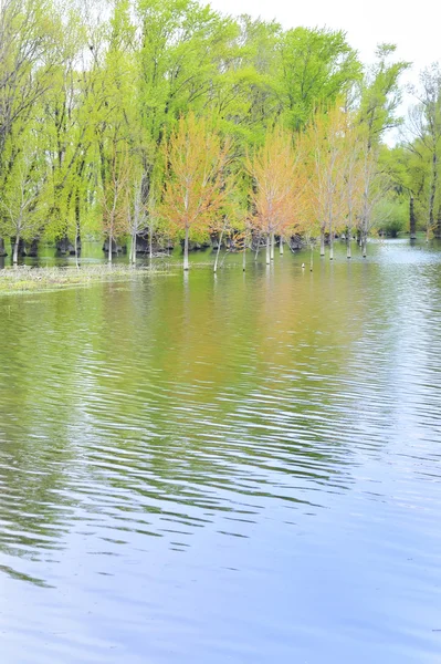 Wiosna powodzi — Zdjęcie stockowe
