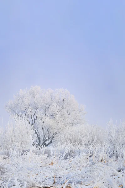 Árvore Congelada Campo Inverno — Fotografia de Stock